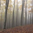 nebbia e colori