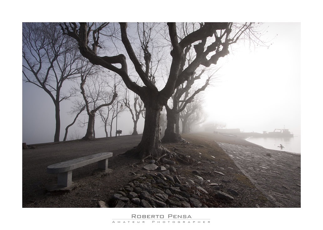 nebbia e platani