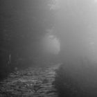 Nebbia - Fog 3