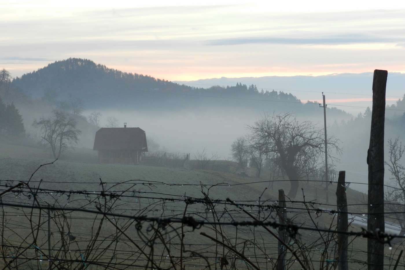 Nebbia mattutina