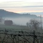 Nebbia mattutina