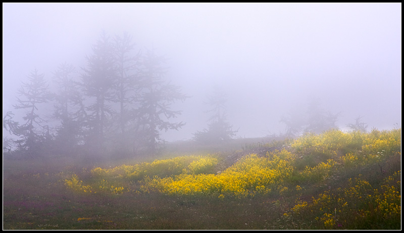 Nebbia mattutina