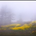 Nebbia mattutina