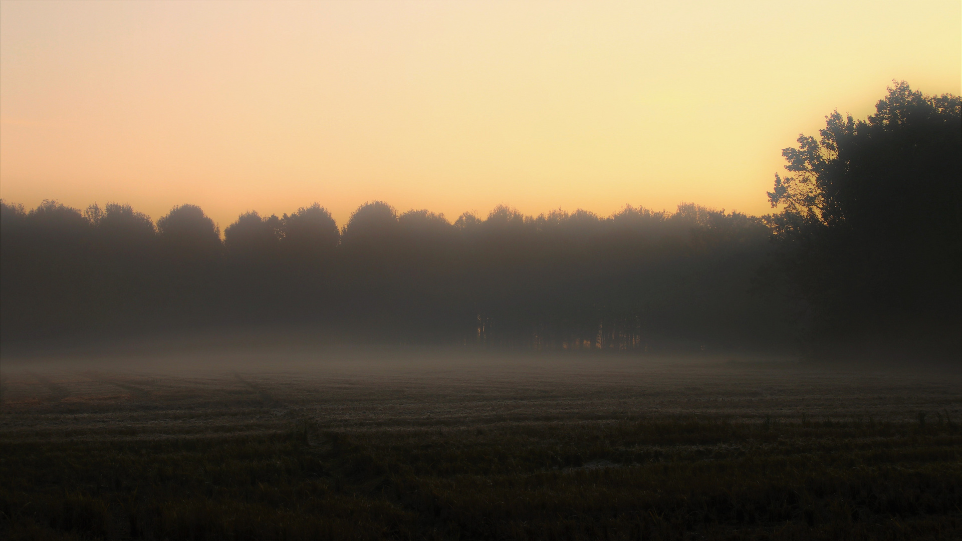 Nebbia mattutina