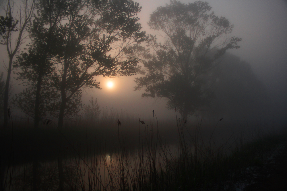 Nebbia mattutina