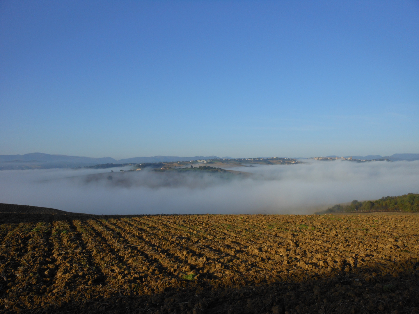 Nebbia mattutina