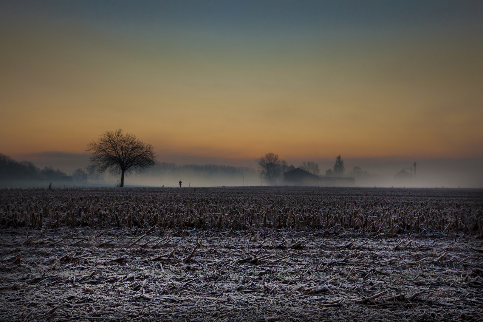 Nebbia nei campi