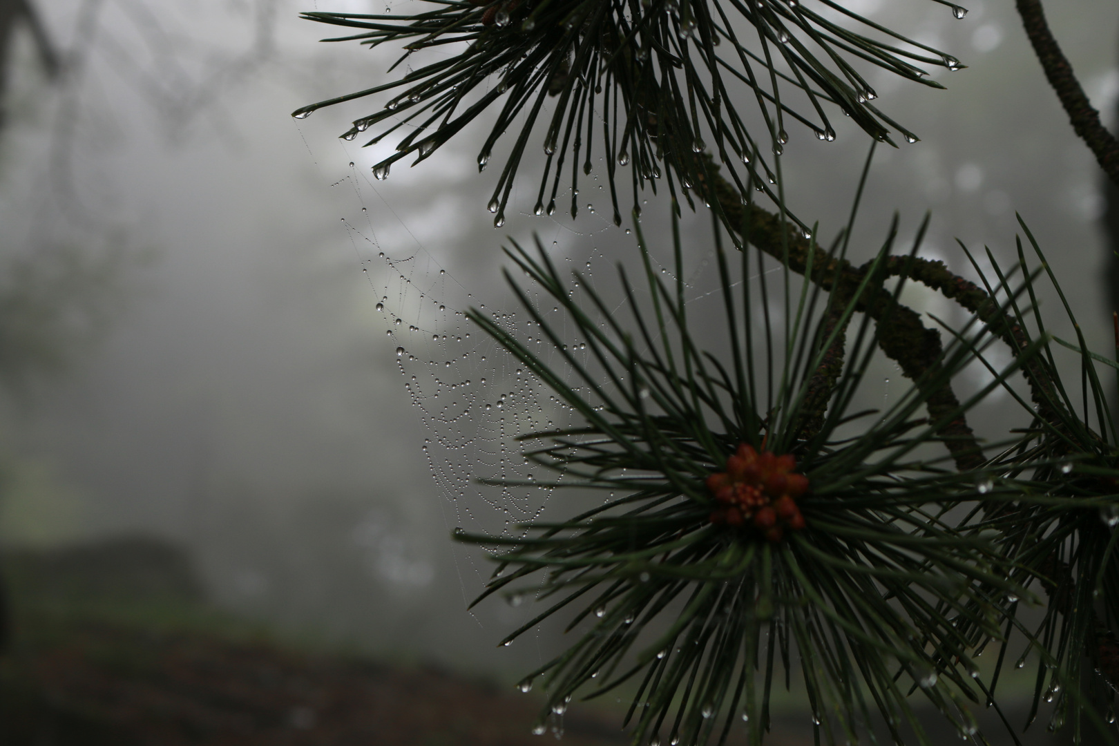 nebbia nel bosco 1