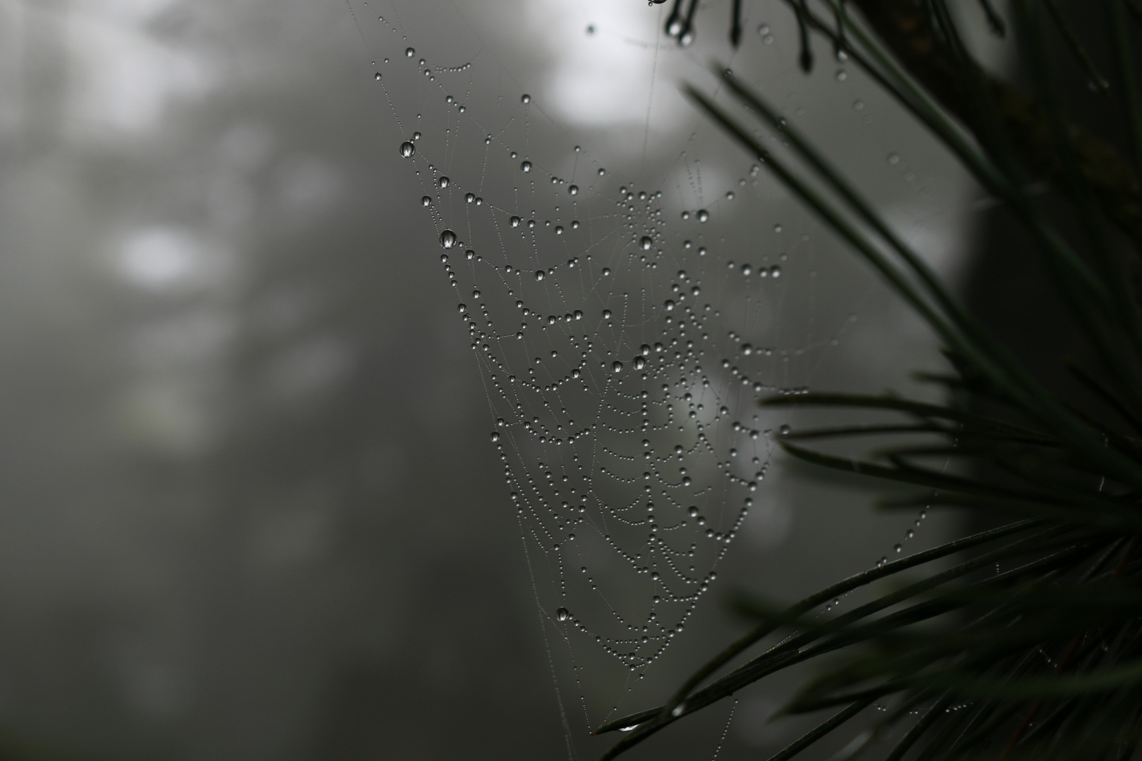 nebbia nel bosco