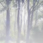 Nebbia nel bosco