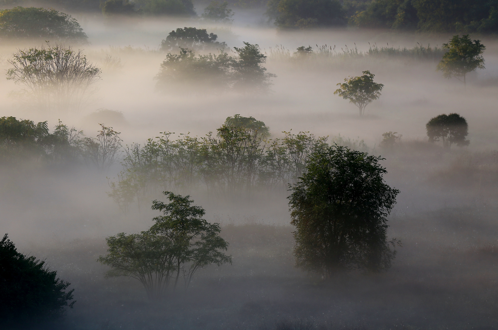 Nebbia nel Parco