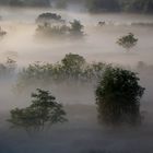 Nebbia nel Parco