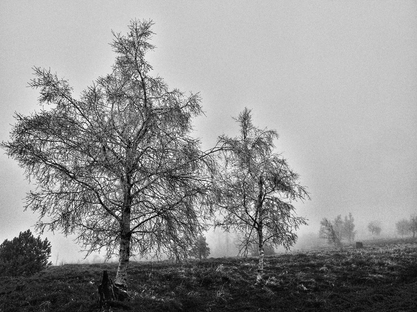 nebbia novembre