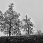 nebbia novembre