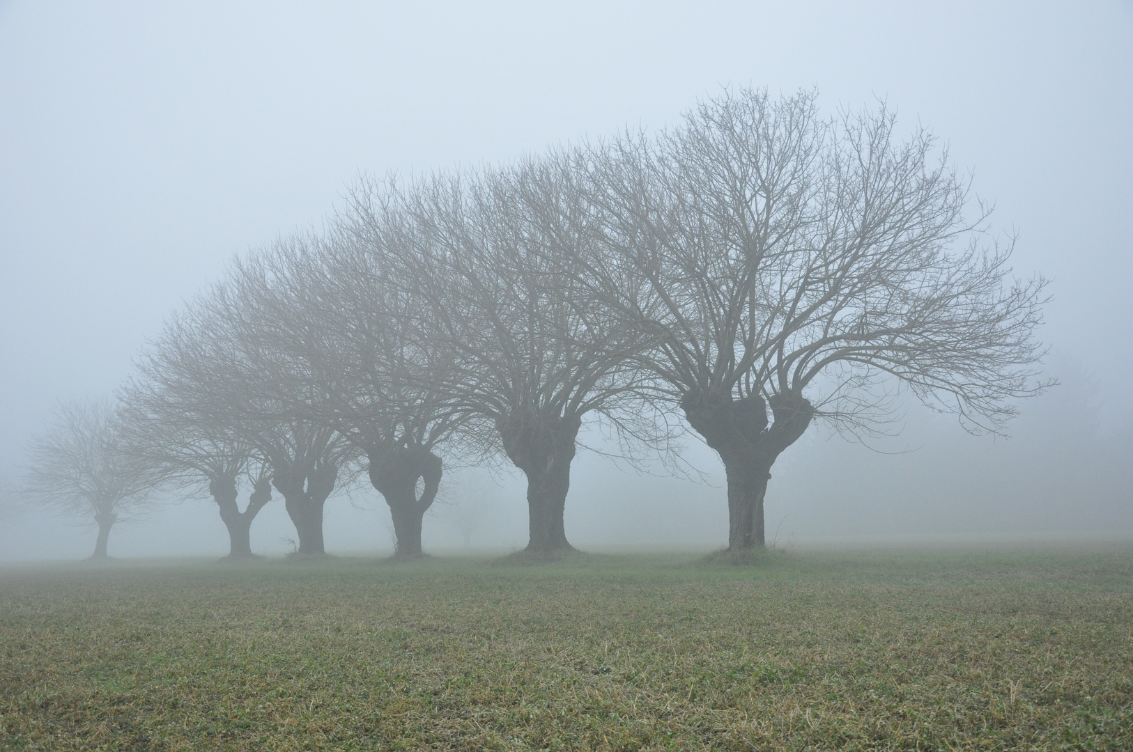 Nebbia padana