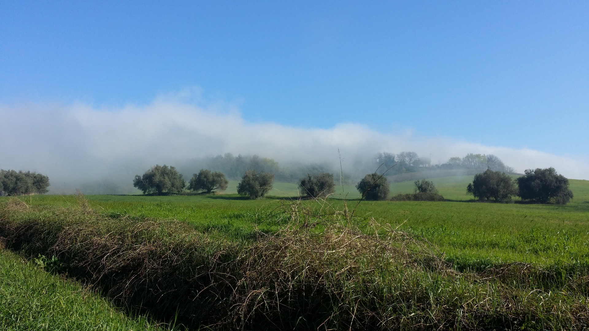 NEBBIA SUI COLLI