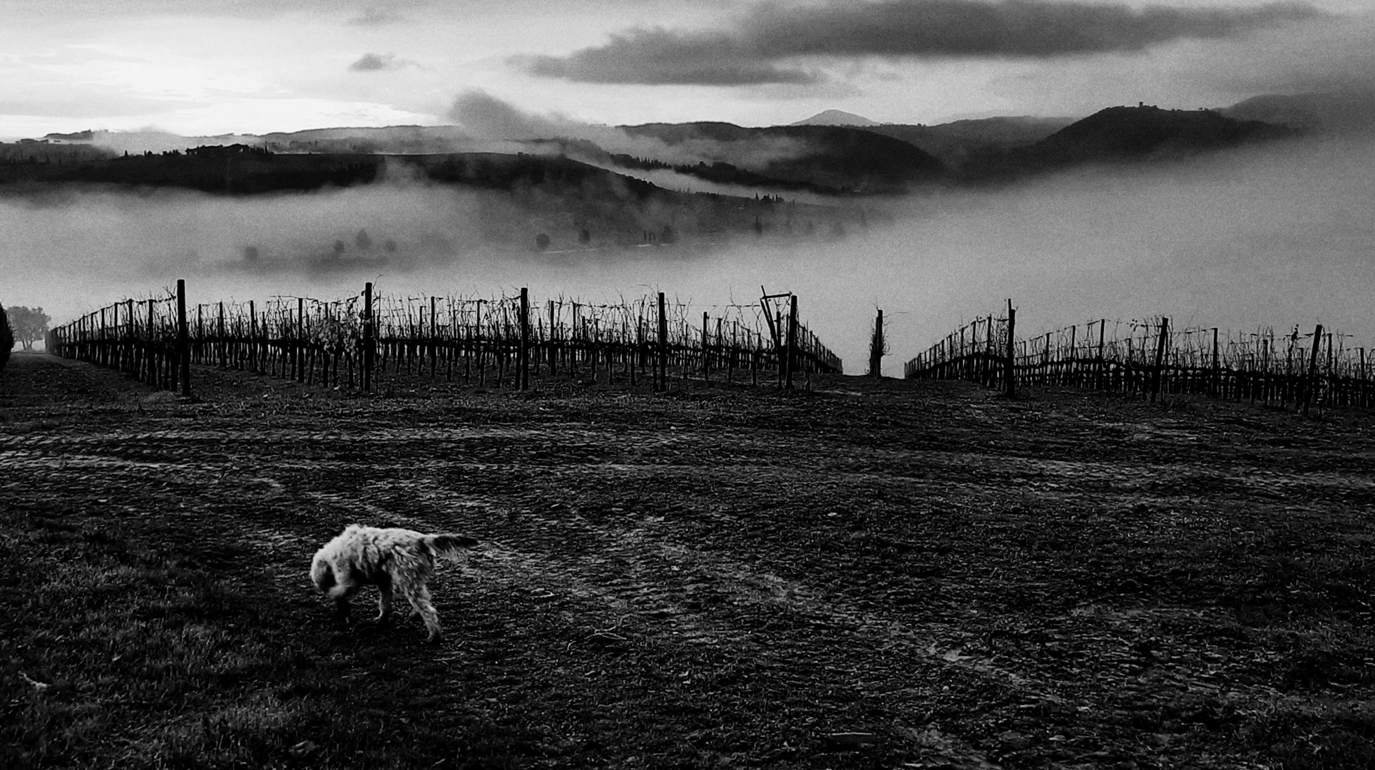 Nebbia sul vigneto 