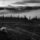 Nebbia sul vigneto 