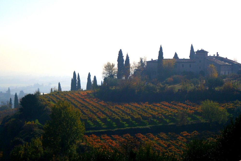 Nebbia..in Valpolicella