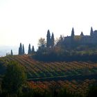 Nebbia..in Valpolicella