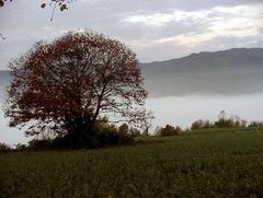 nebbiolo im piemont.