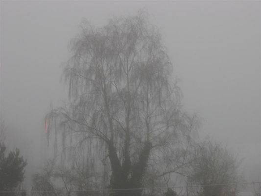 Nebel