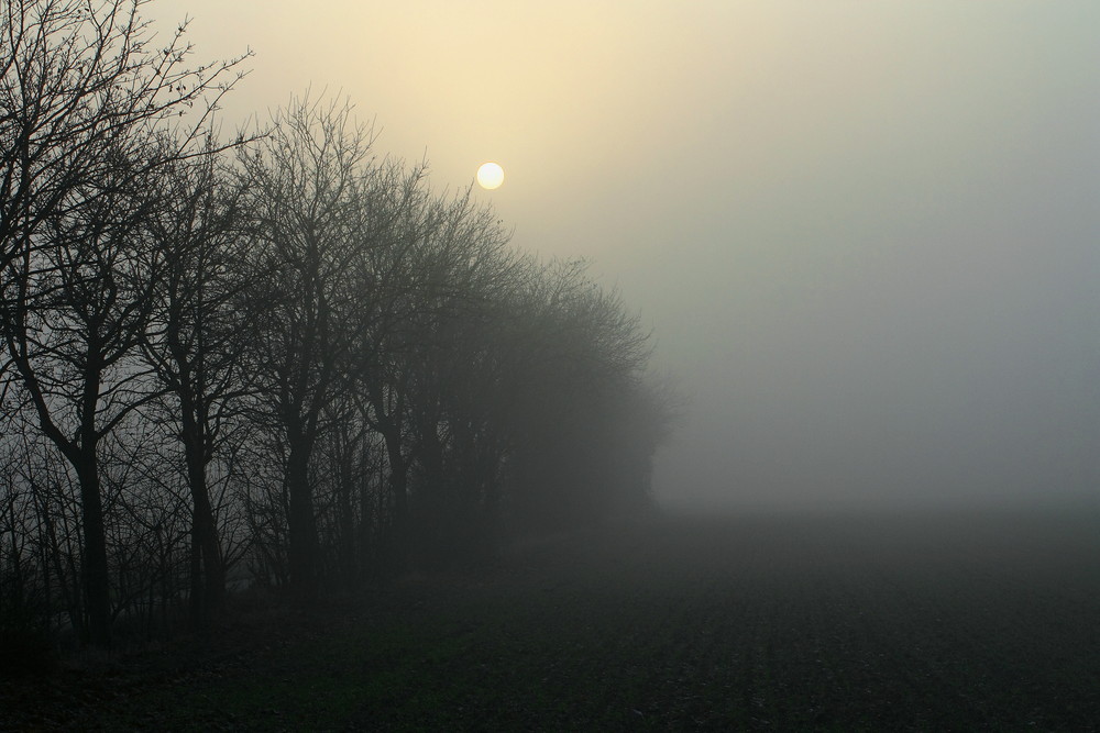 Nebel 1