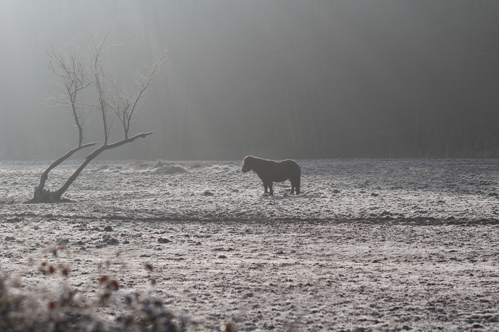 Nebel