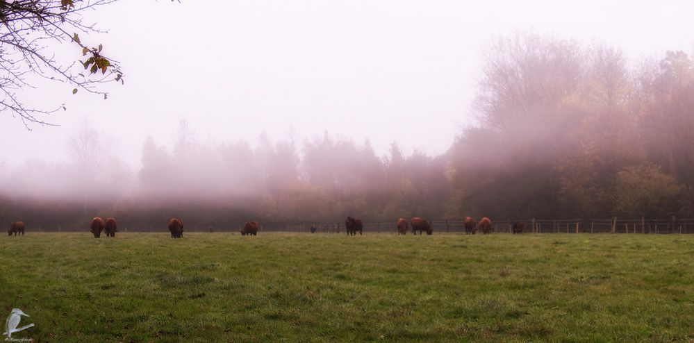 Nebel