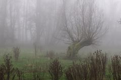 Nebel (2)