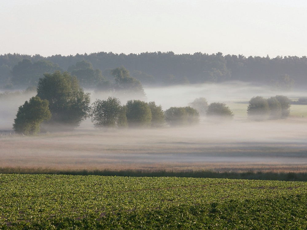 Nebel