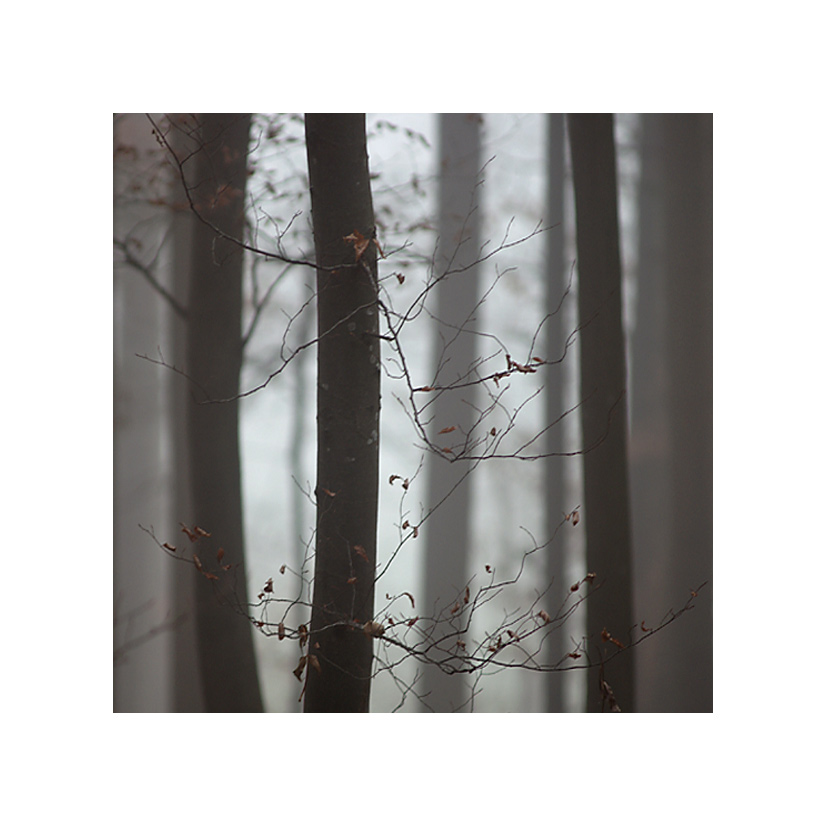 Nebel # 3