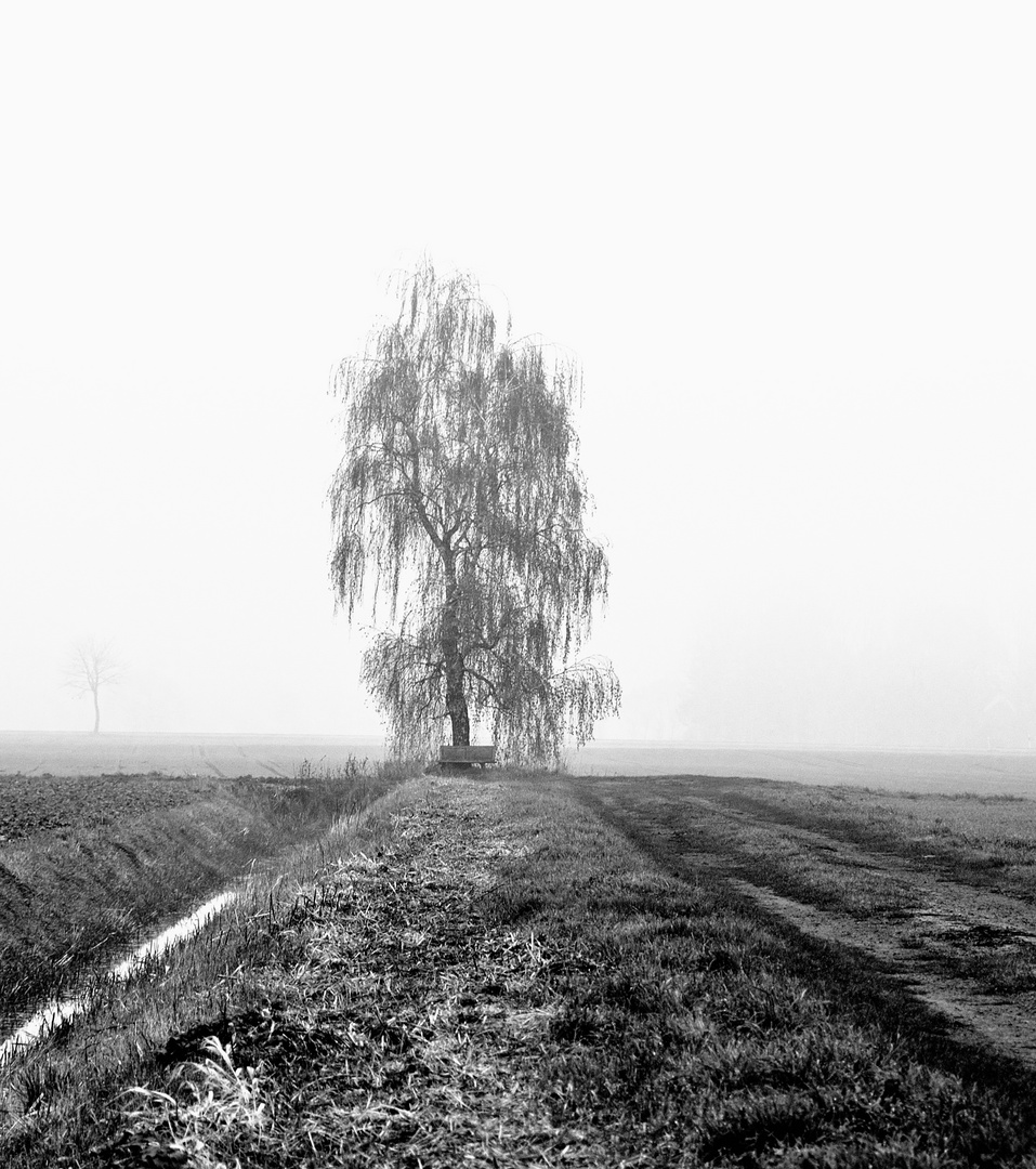 Nebel