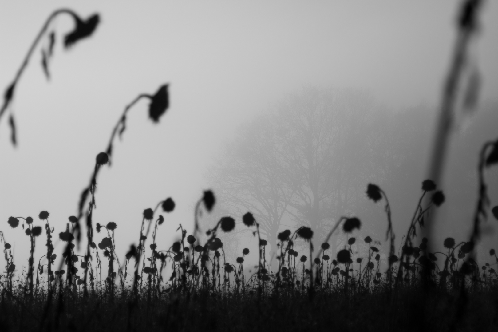 -Nebel-