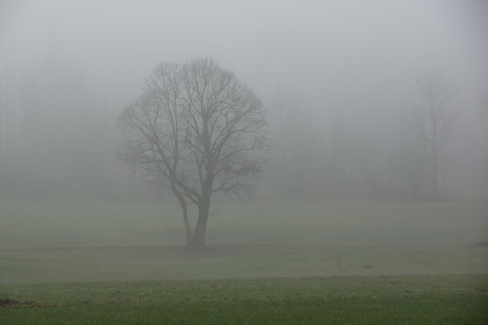 Nebel (5)