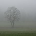 Nebel (5)