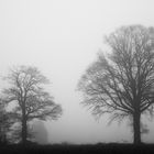 Nebel-