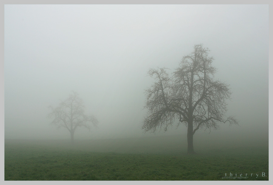 ::: Nebel :::