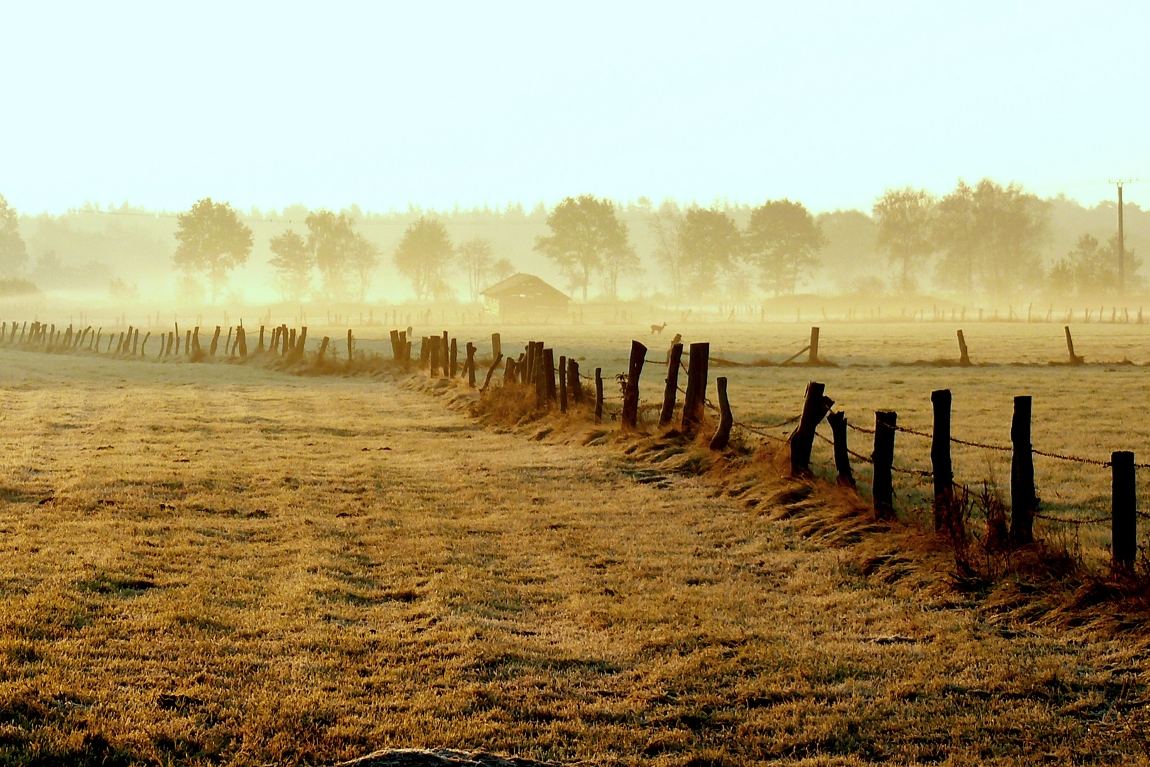 Nebel