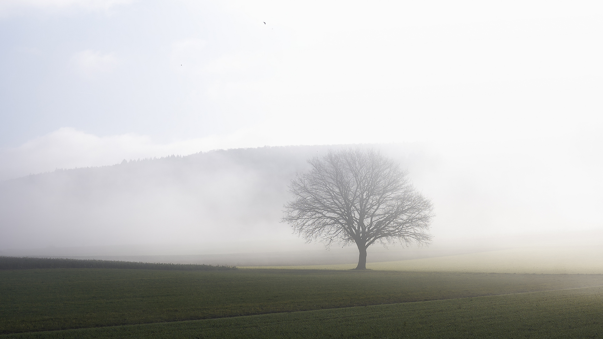 Nebel 