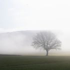 Nebel 