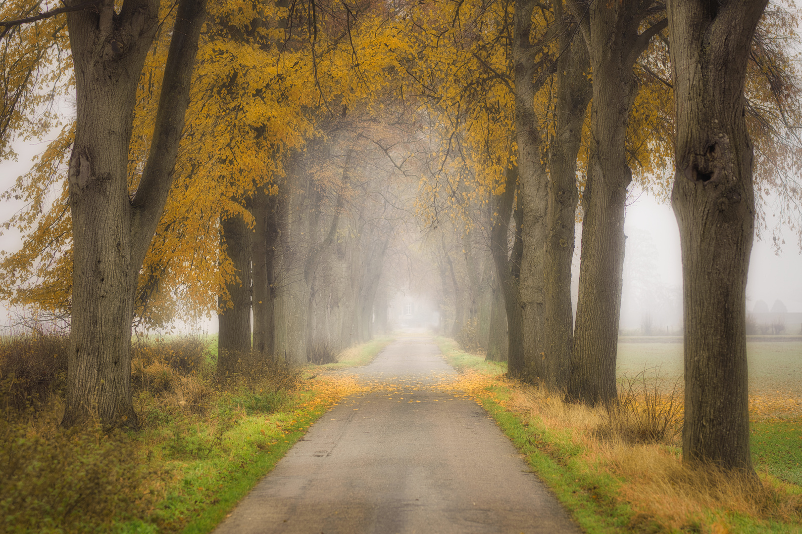 Nebel-Allee