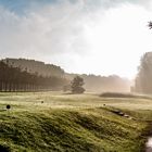 Nebel , Allee , Golf...