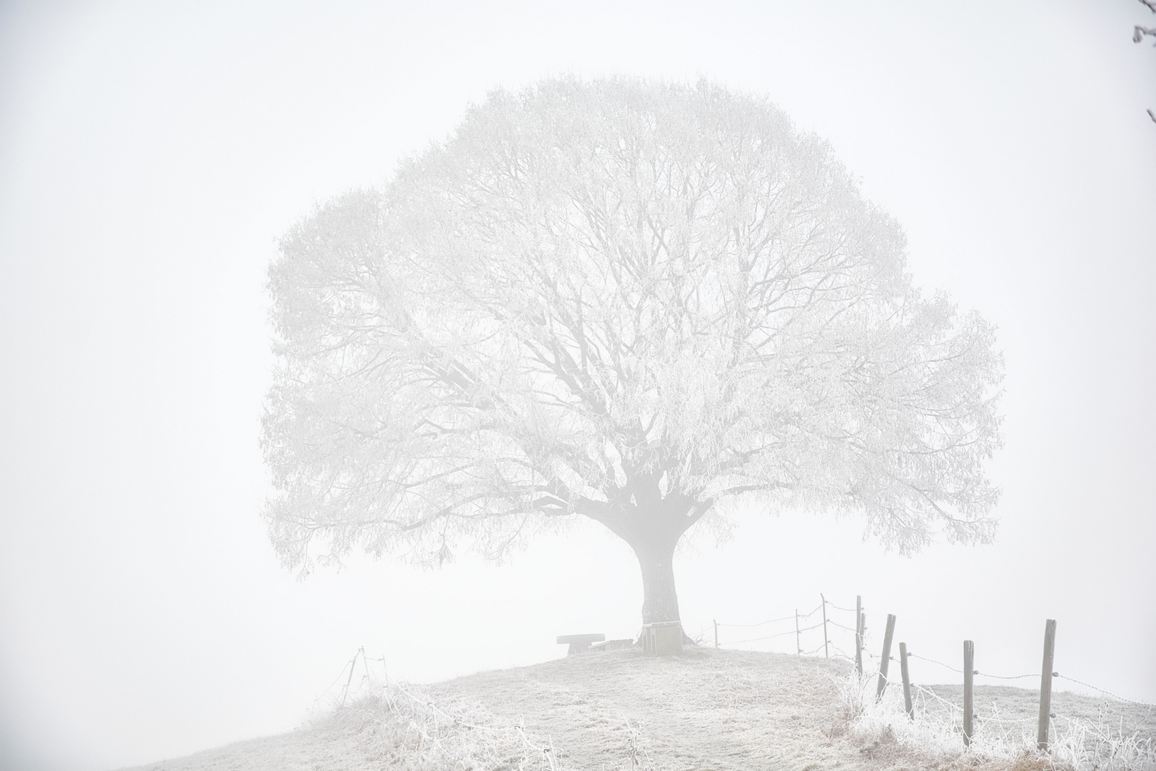 Nebel als Leinwand-(1)