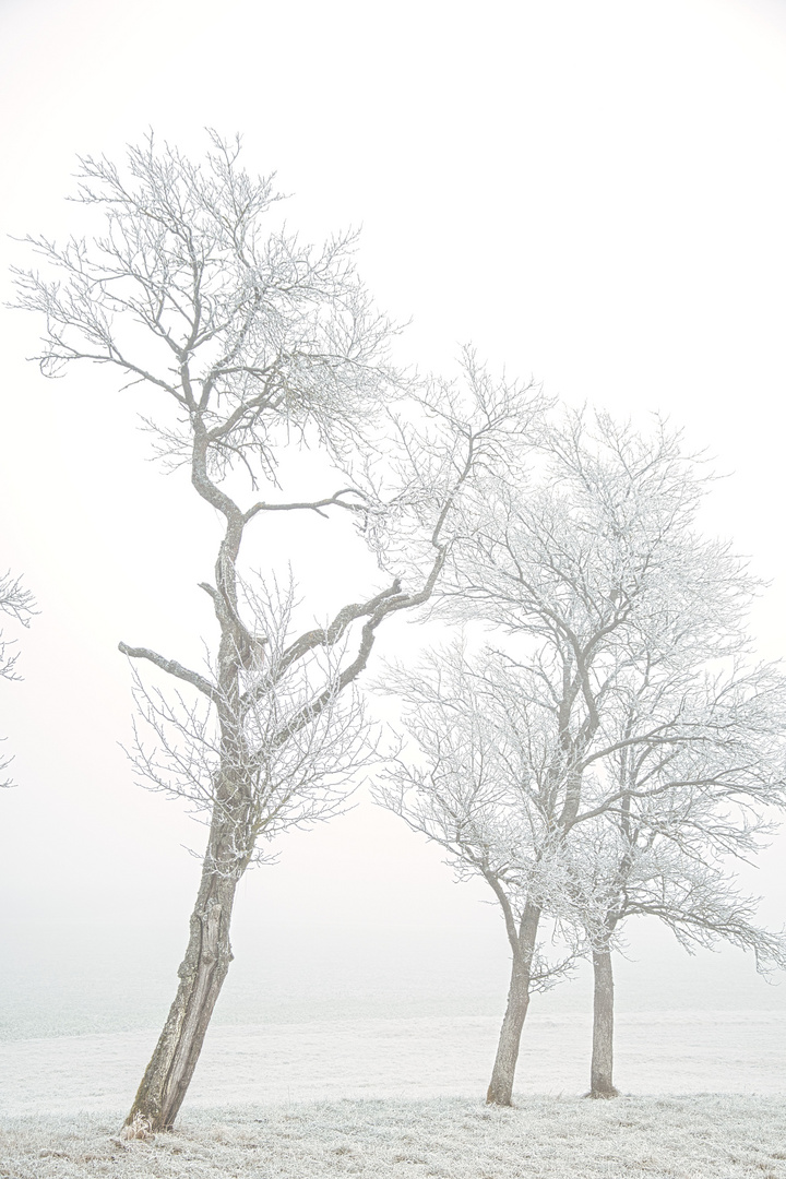 Nebel als Leinwand-(4)