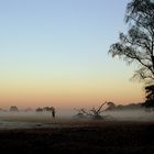 nebel am abend