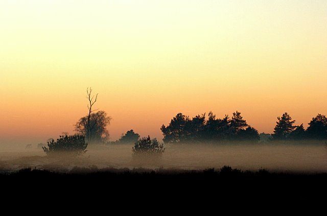 nebel am abend