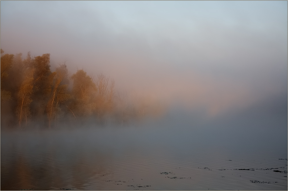 Nebel am Altrhein