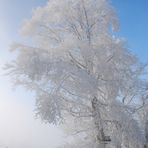 Nebel am Auerberg Teil 2*