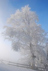 Nebel am Auerberg Teil 2*